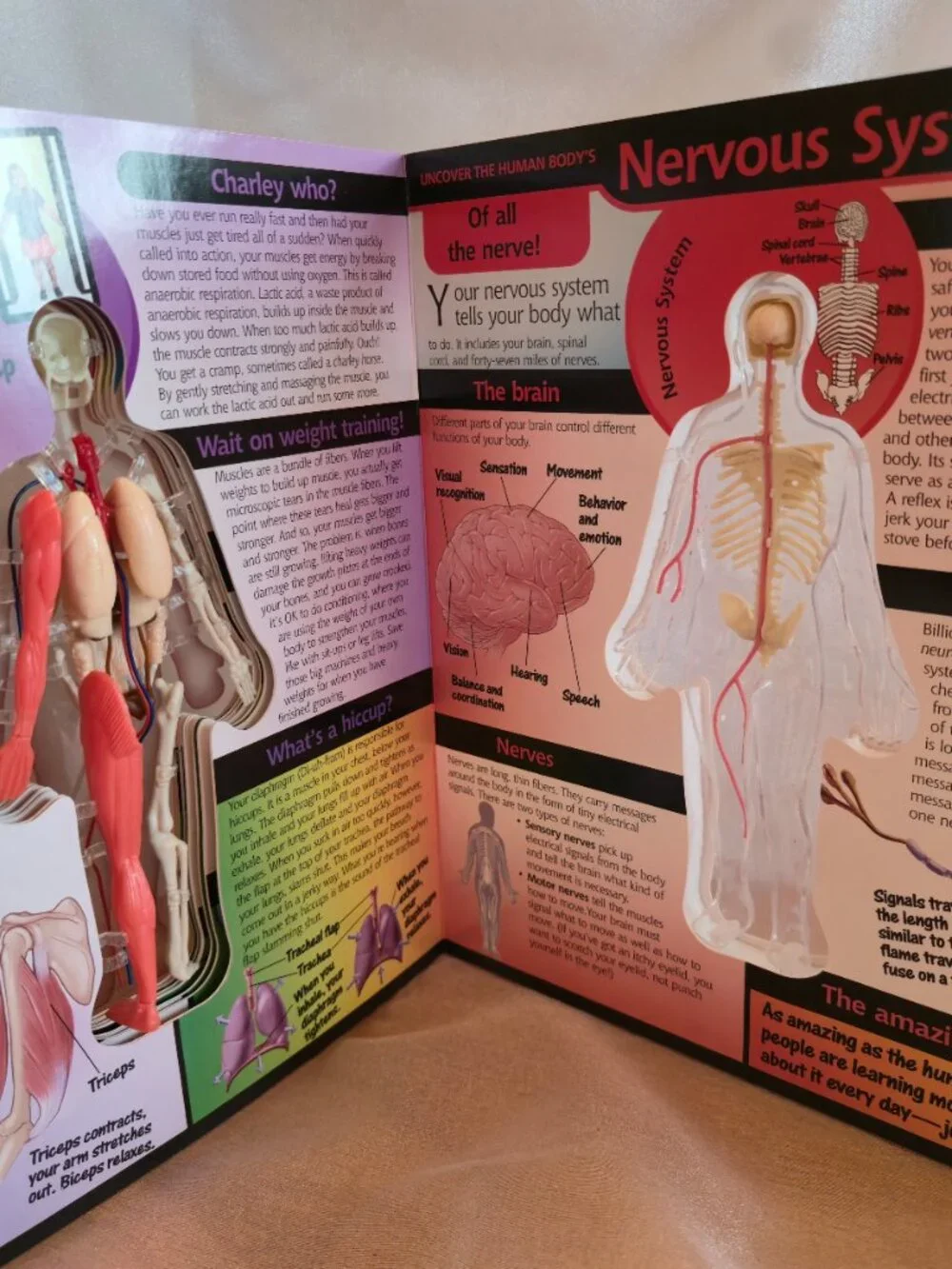 BOOK UNCOVER THE HUMAN BODY 2002 by LUANN COLUMBO